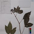 蜀五加(植物) 蜀五加(植物)