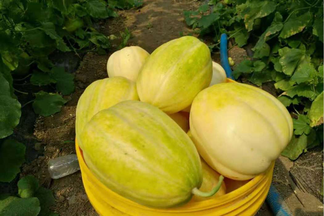 華家甜瓜 華家甜瓜