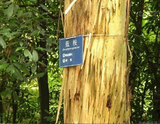 藍桉優樹-119 藍桉優樹-119