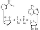 原型煙醯胺腺嘌呤二核苷