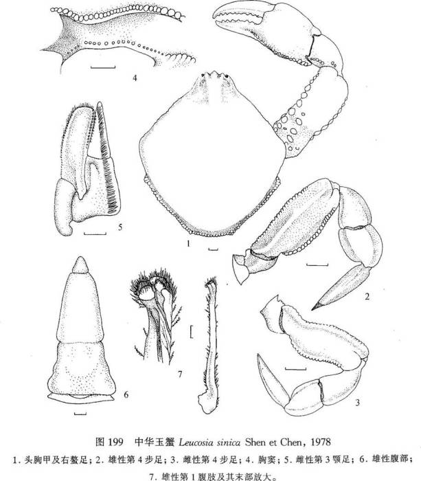 中華玉蟹 中華玉蟹
