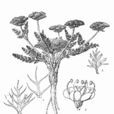 白花苞裂芹 白花苞裂芹