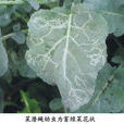 菜潛蠅 菜潛蠅