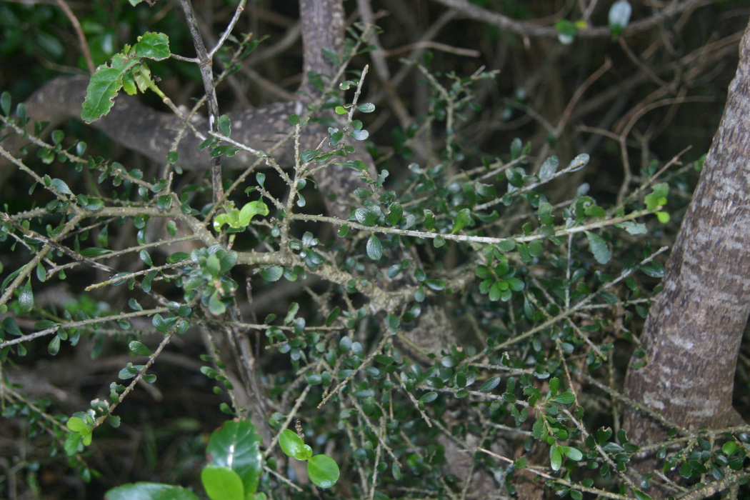 Melicytus crassifolius