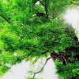 雲南楓楊 雲南楓楊