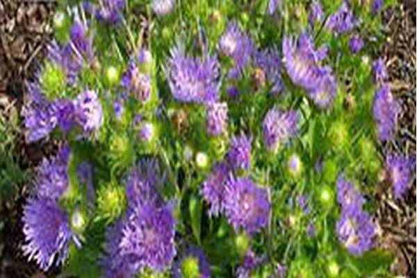 Stokesia laevis \x27Peachie\x27s Pick\x27