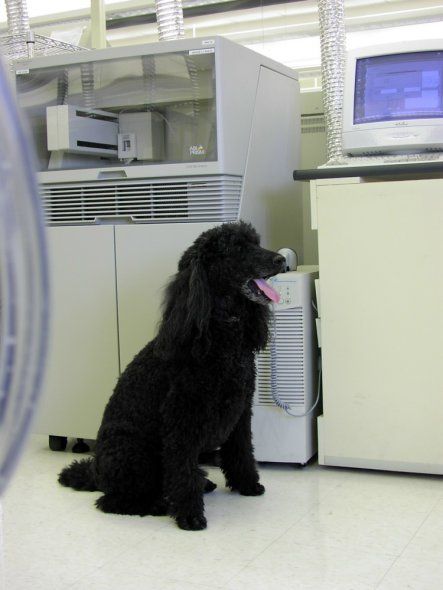 影子基因犬 影子基因犬