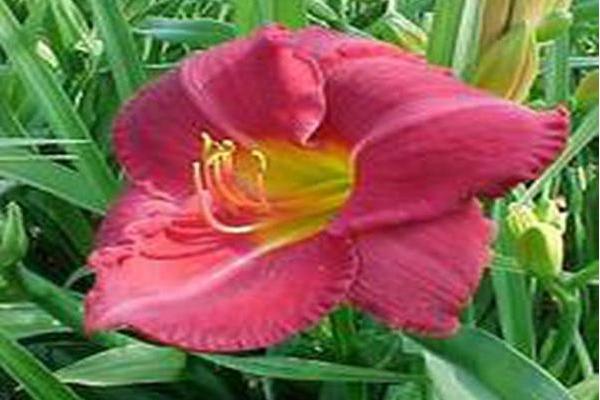 Hemerocallis \x27Charles Johnston\x27