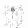 喙房坡參 喙房坡參