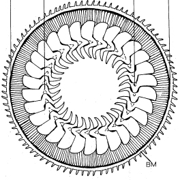 Trichodoxa genitalis Sirgel,1983
