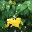 濃香茉莉(濃香探春) 濃香茉莉(濃香探春)