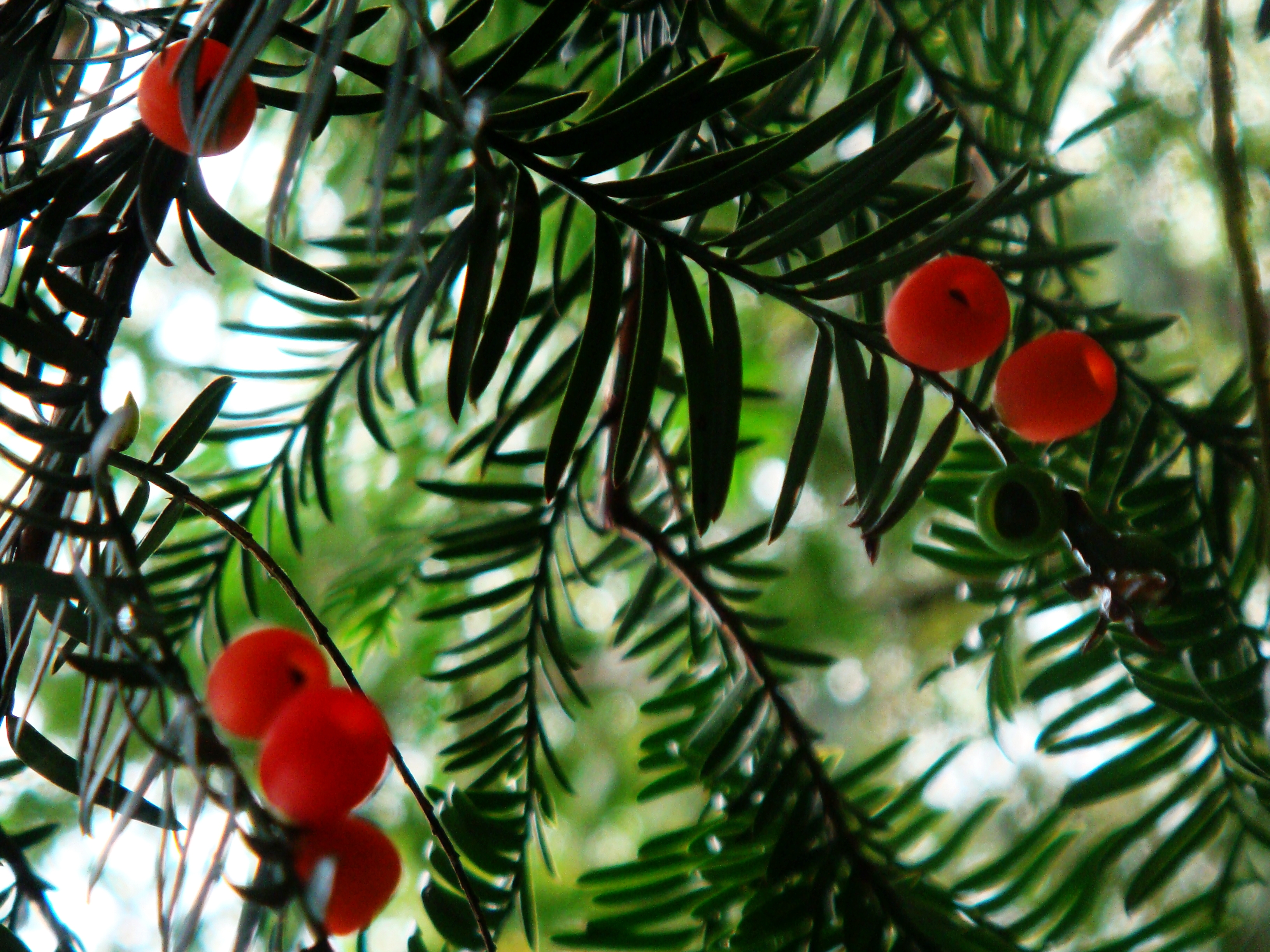 珍稀樹種——紅豆杉