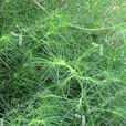 薄翅豬毛菜 薄翅豬毛菜