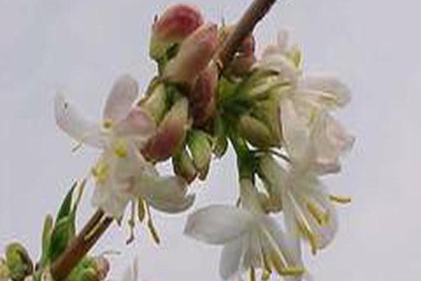 Lonicera fragrantissima Lonicera fragrantissima