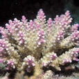 谷鹿角珊瑚