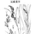 近蕨薹草 近蕨薹草