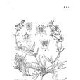 水靈芝 水靈芝
