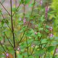 野荊芥 野荊芥