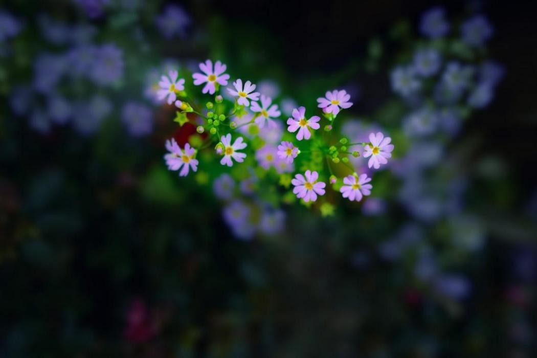 雲南可愛花 雲南可愛花