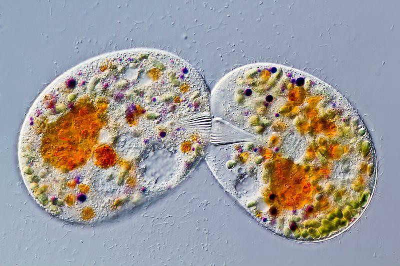 圖4 纖毛蟲的結合生殖