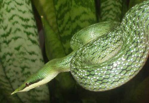 尖喙蛇