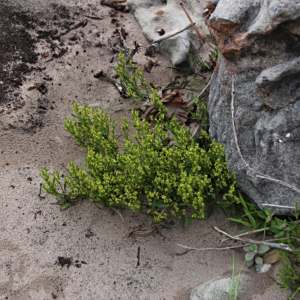 Adenocline pauciflora