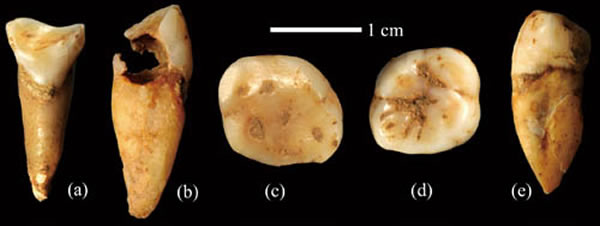 福岩洞發現的人類牙齒化石