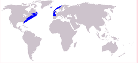 北大西洋露脊鯨分布圖