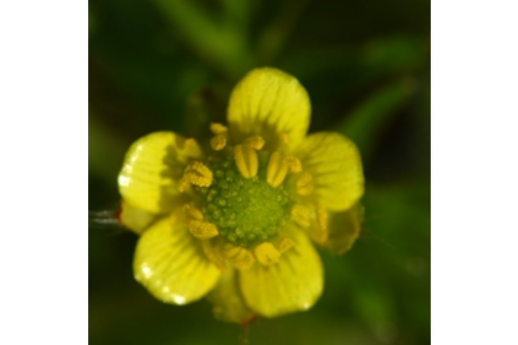 毛茛屬(毛莨屬) 毛茛屬(毛莨屬)