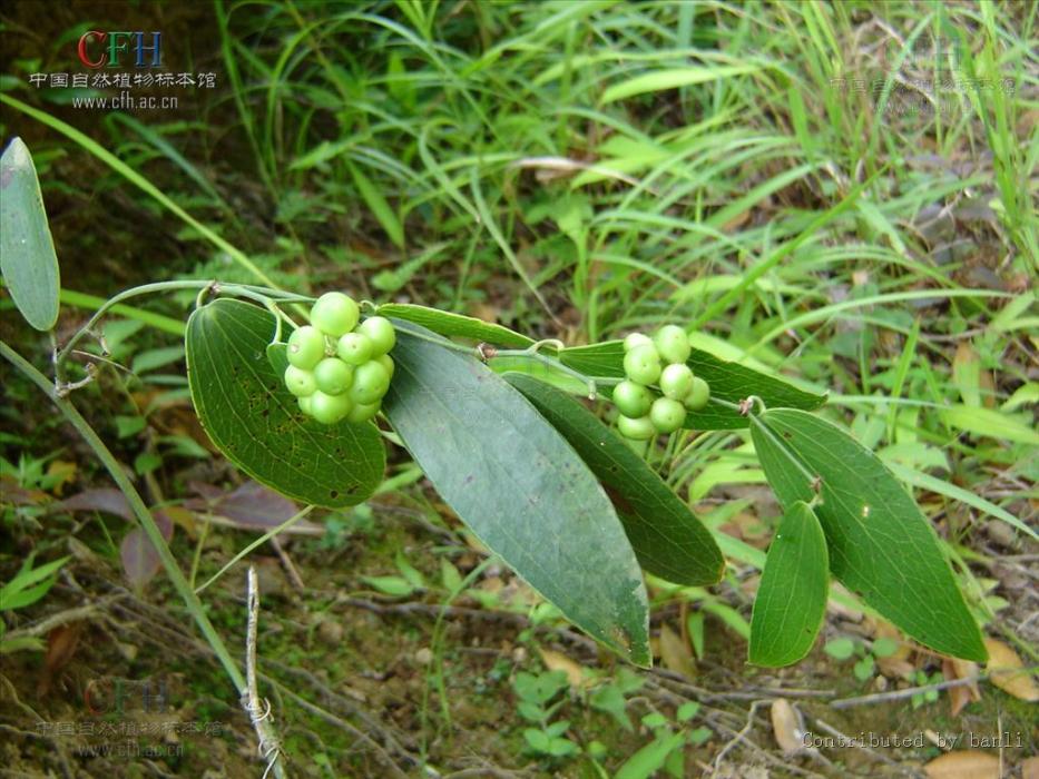無疣菝葜 無疣菝葜