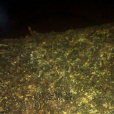 金花茯磚茶