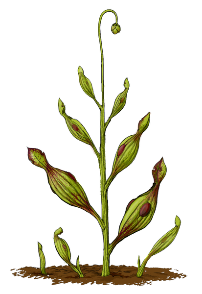 重構的已知最早的食蟲植物長頸古瓶子草