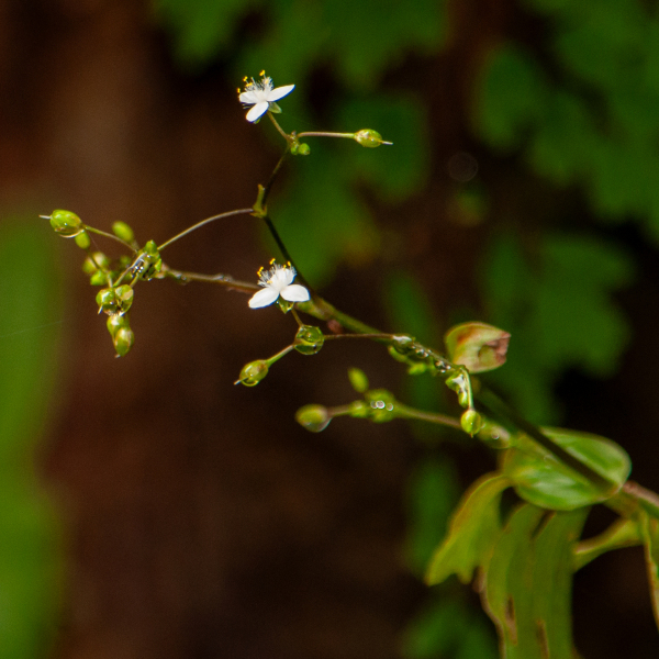 吉貝絲草 吉貝絲草