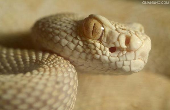 白化響尾蛇