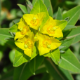 大狼毒(大戟科大戟屬植物) 大狼毒(大戟科大戟屬植物)