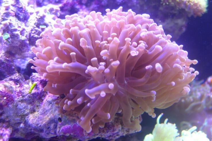 中珊瑚目 中珊瑚目