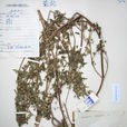 興安益母草 興安益母草