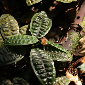 Psychotria ankasensis