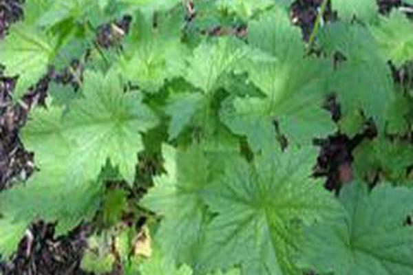 Heuchera villosa \x27Chantilly\x27 Heuchera villosa \x27Chantilly\x27
