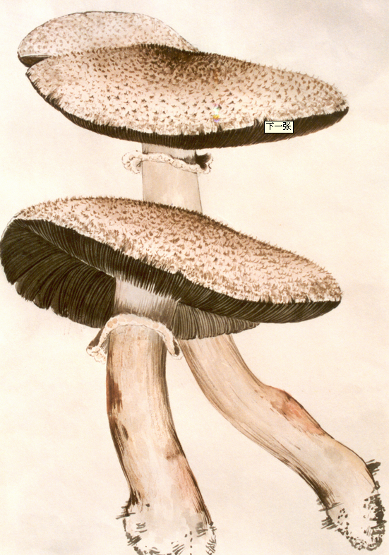 綿毛蘑菇