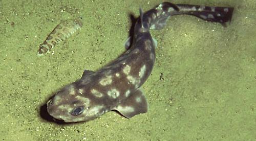 加拉帕戈斯群島的深海貓鯊