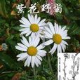 紫花野菊 紫花野菊