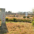 葡萄園村 葡萄園村