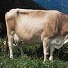瑞士黃牛