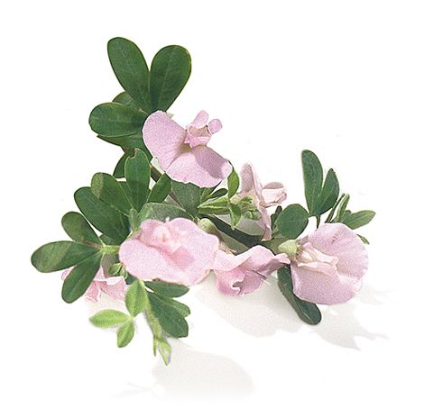 芒柄花 芒柄花