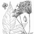 大葉當歸 大葉當歸