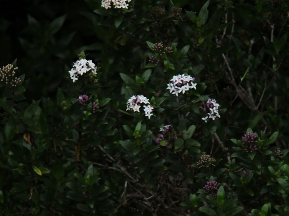 Hedyotis articularis