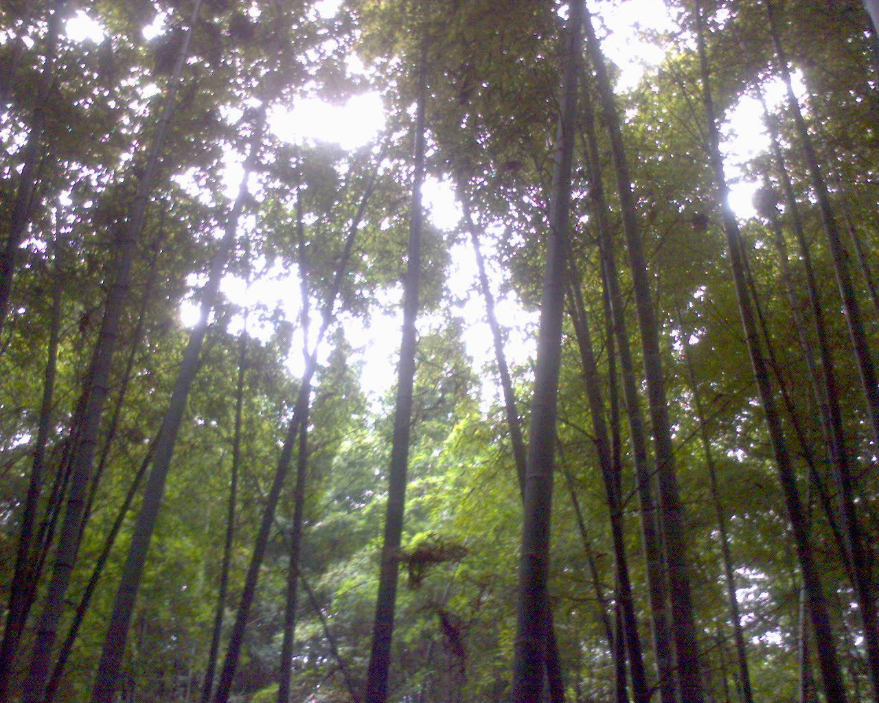 竹洞天風景區
