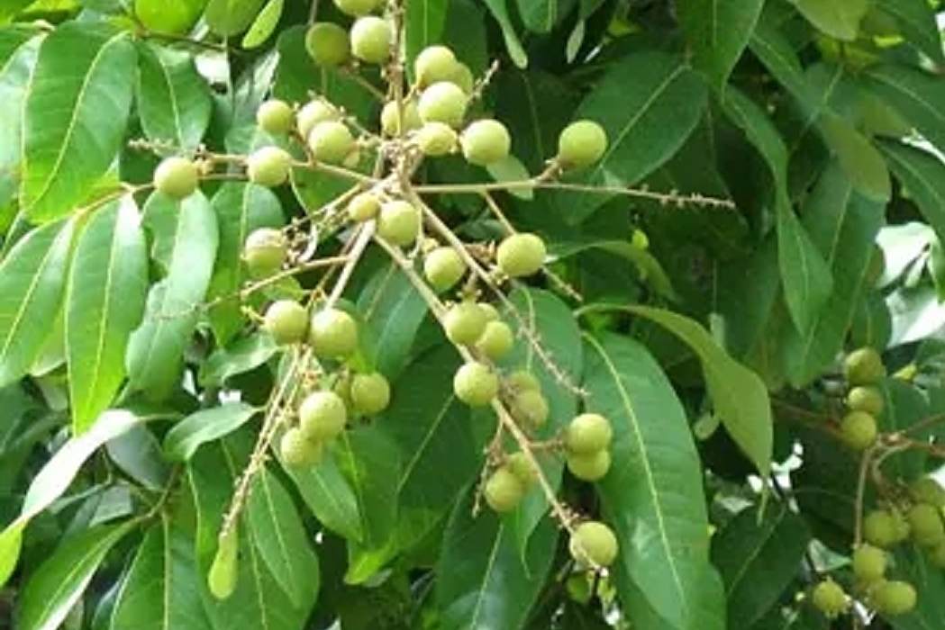 四合椿科 四合椿科
