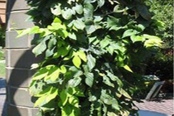 Humulus lupulus \x27Sumner\x27 SUMMER SHANDY